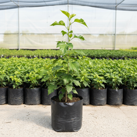 blue hibiscus (not regular hibiscus) plant without bud. Height 1ft. Poly bag. in nursery set up. Dimension 1080x1080