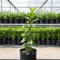 blue hibiscus plant without bud. Height 1ft. Poly bag. in nursery set up. Dimension 1080x1080