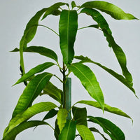 Honeydew Mango Grafted Tree