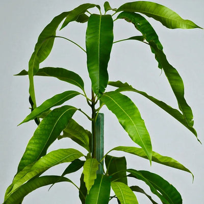 Carabao (Philippine) Mango Grafted Tree (World's Sweetest Mango)