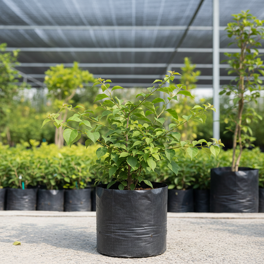 Brezza Red Grafted Bougainvillea Plant