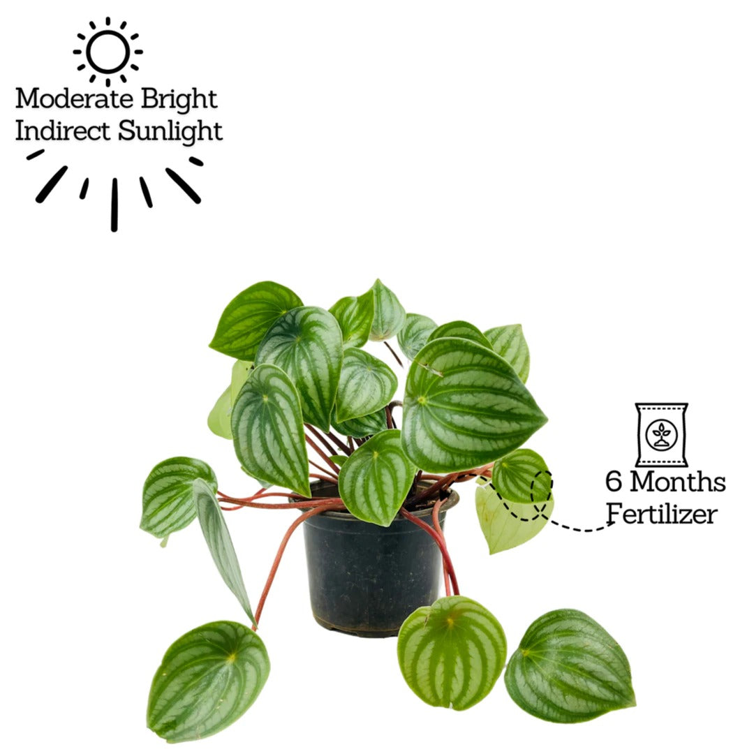 Watermelon Peperomia or Peperomia Argyreia Plant (Bare Rooted)