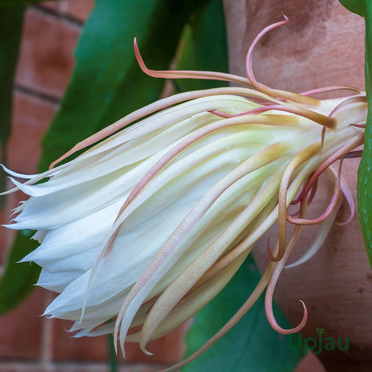 Brahma Kamal (Epiphyllum Oxypetalum) Potted