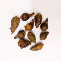 Spider Lily Bulbs - White