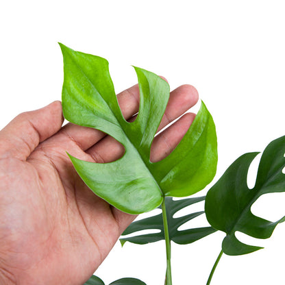 Monstera Minima (Rhaphidophora Tetrasperma) - plant store® 