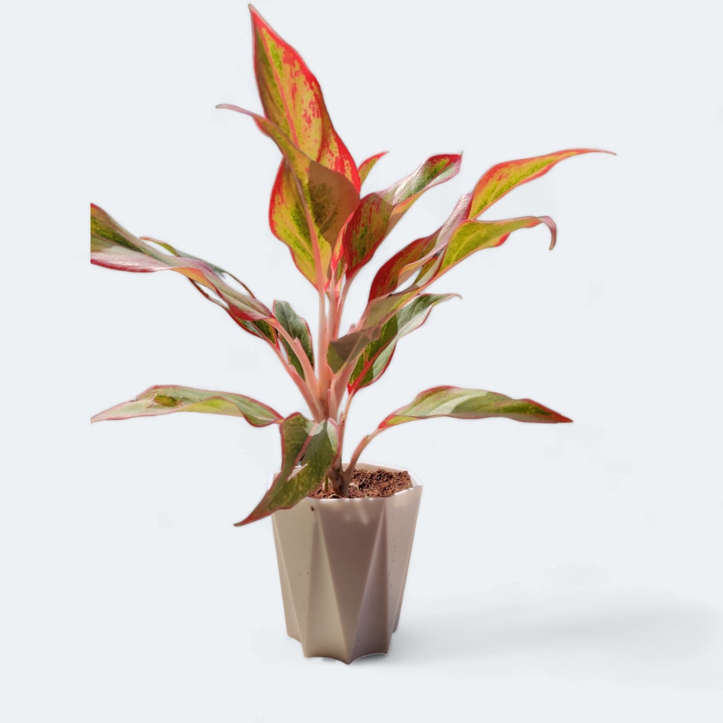 Aglaonema Lipstick Indoor Live Natural Plant