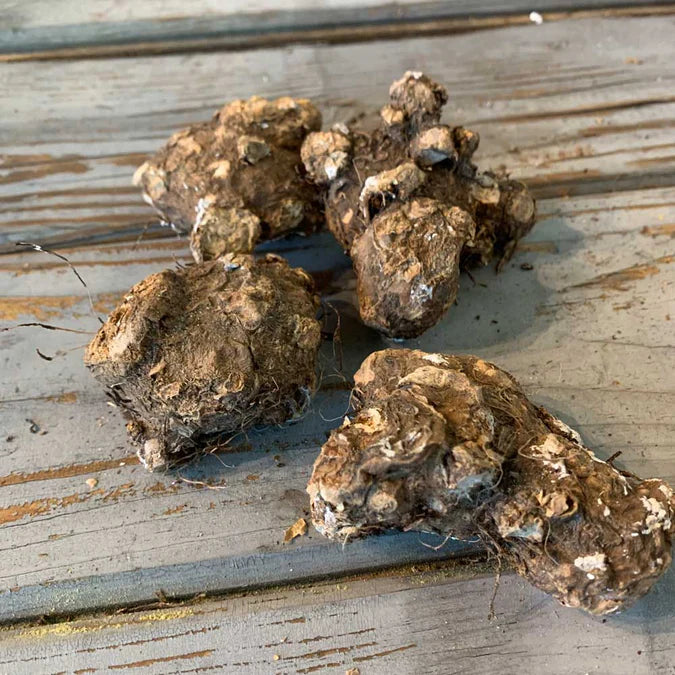 Caladium Bulbs (Bundle of 5)
