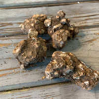 Caladium Bulbs (Bundle of 5)