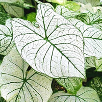 Caladium Bulbs (Bundle of 5)