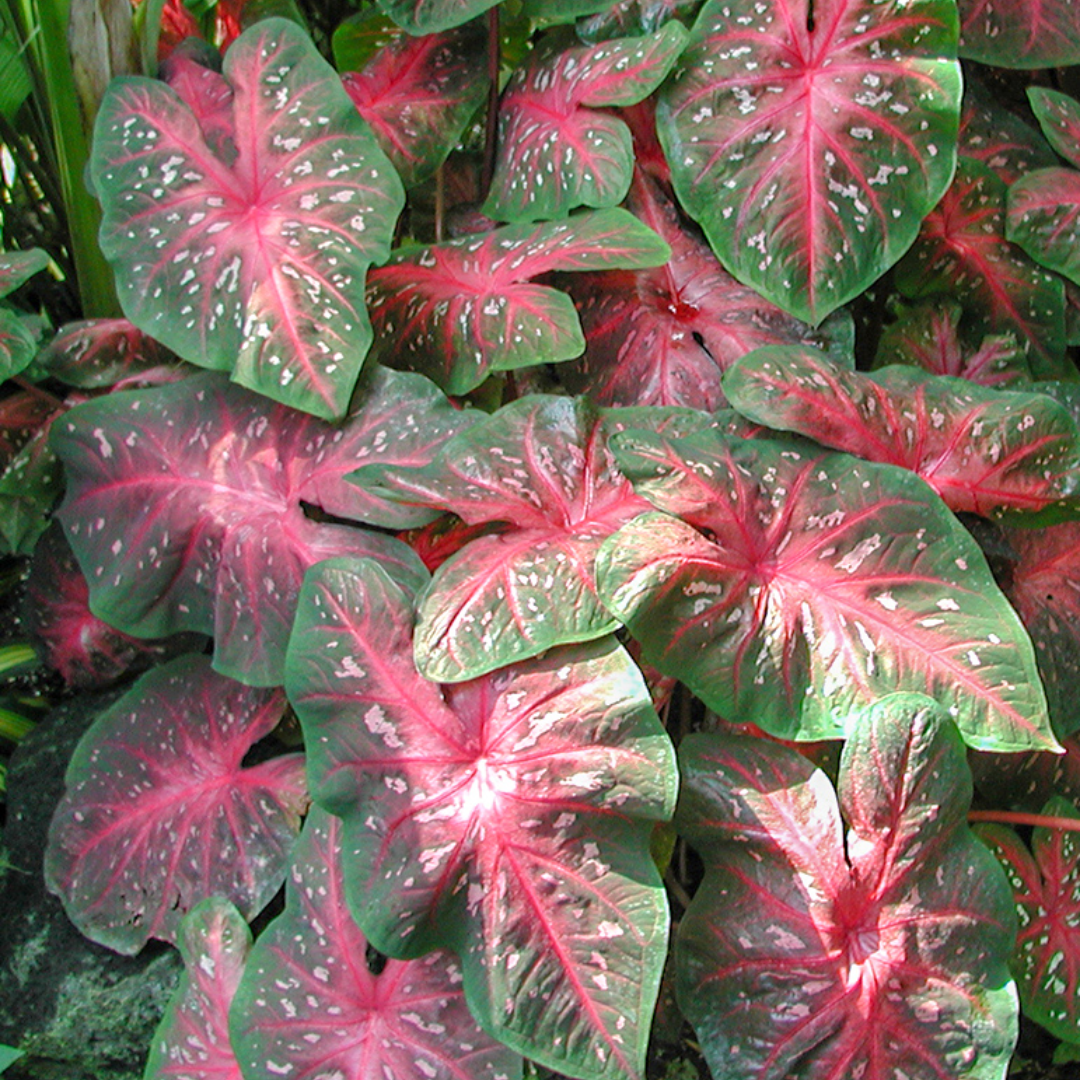 Caladium Bulbs (Bundle of 5)
