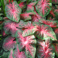 Caladium Bulbs (Bundle of 5)