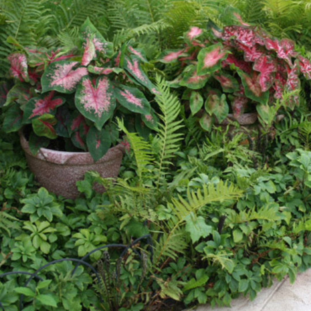 Caladium Bulbs (Bundle of 5)