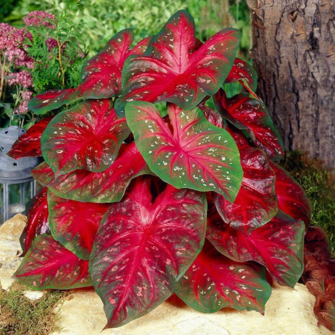 Caladium Bulbs (Bundle of 5)