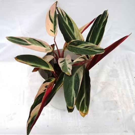 Calathea Trio star
