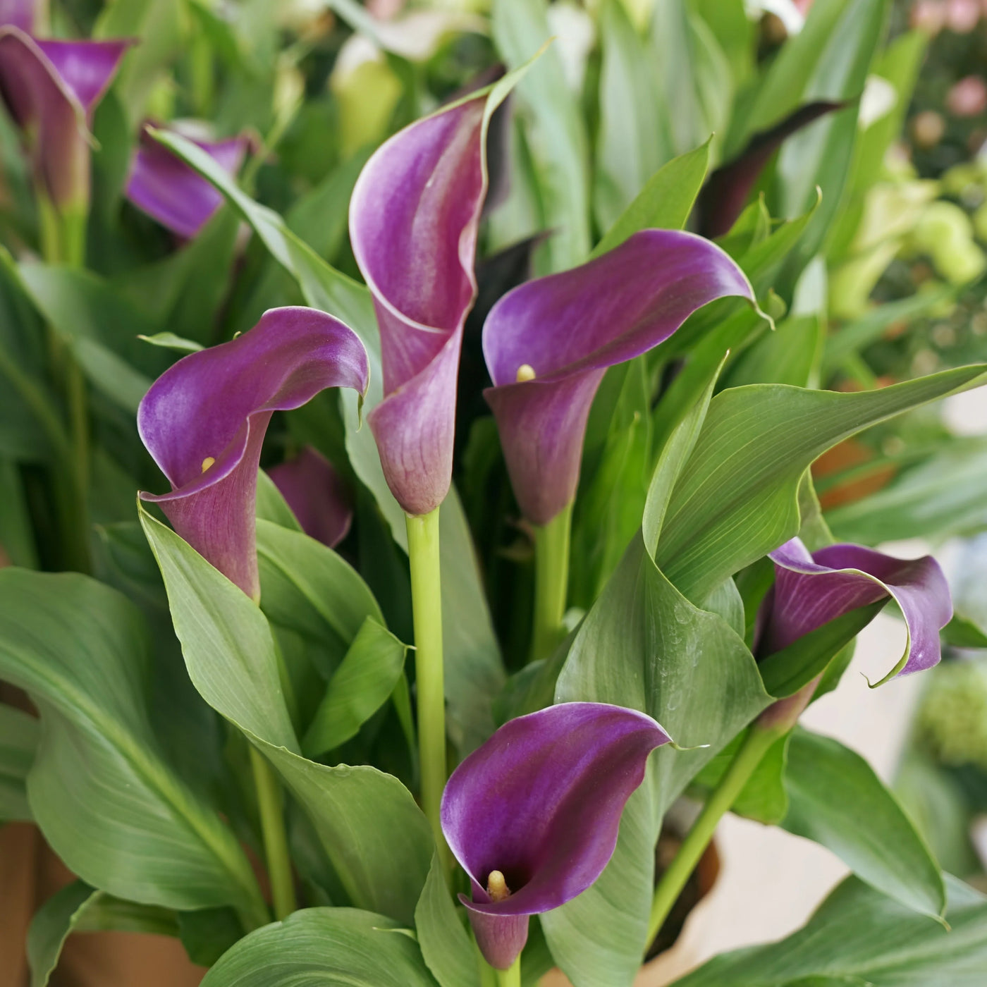 Calla Lily Bulbs - Mix Colours