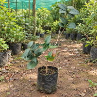 Camelia Plant