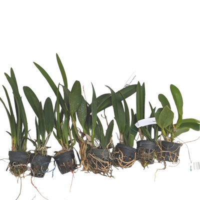 Assorted Cattleya Seedling (Combo of 5)