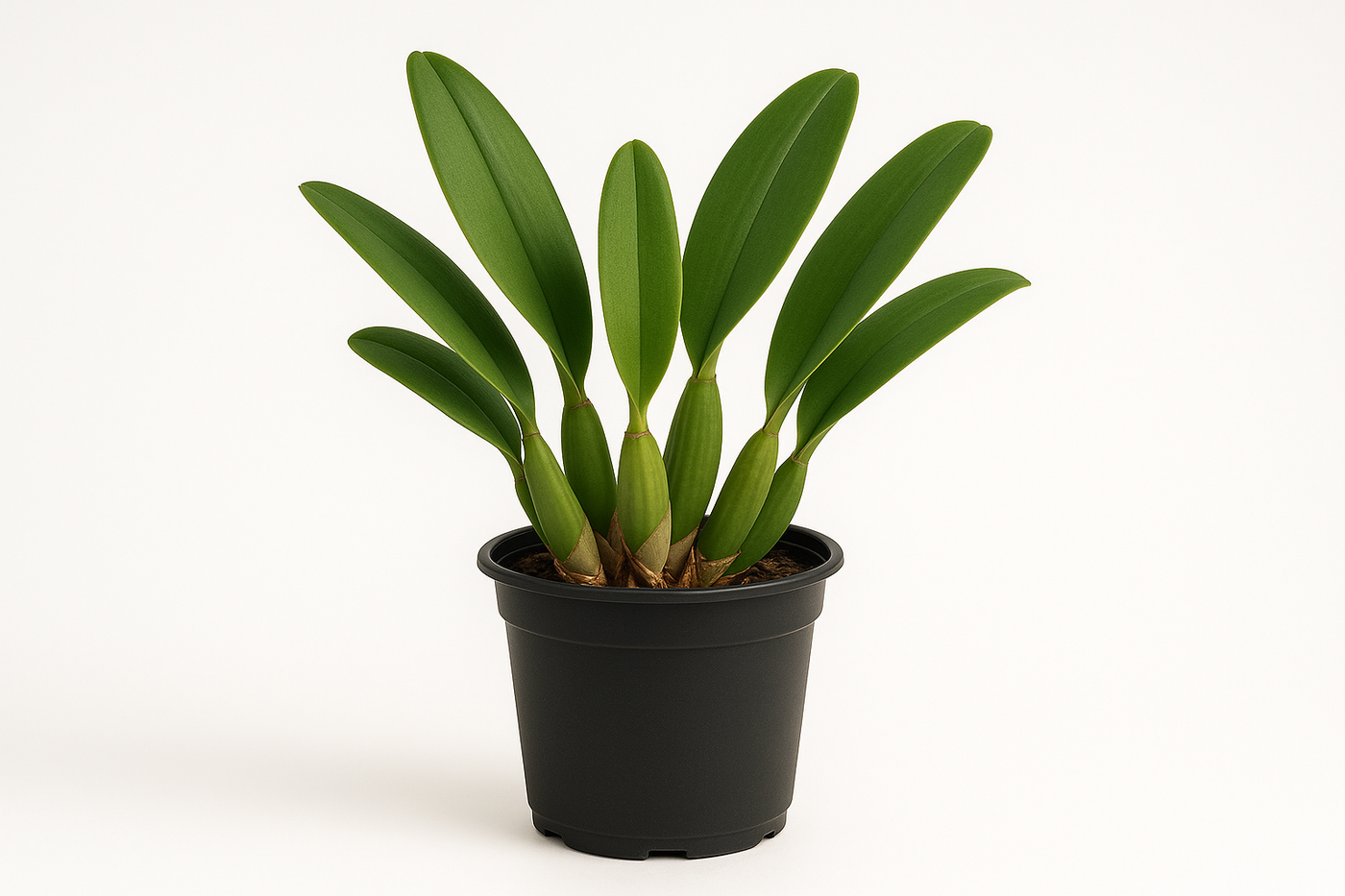 cattleya orchid without flower in plain black grow pot with plain background