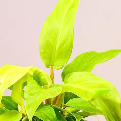 Philodendron Ceylon Golden