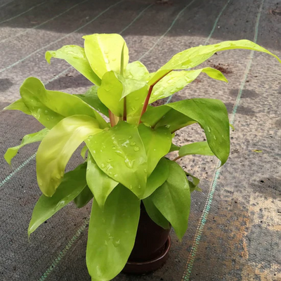 Philodendron Ceylon Golden