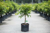 china lychee grafted tree. height 2 ft.. in poly bag.. in nursery set up...grafted tree.. 1600x1600 pixels.. image in square