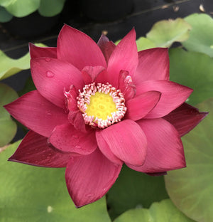 Red Beijing Lotus Tuber