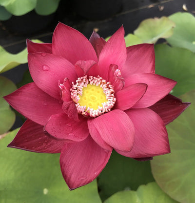 Red Beijing Lotus Tuber