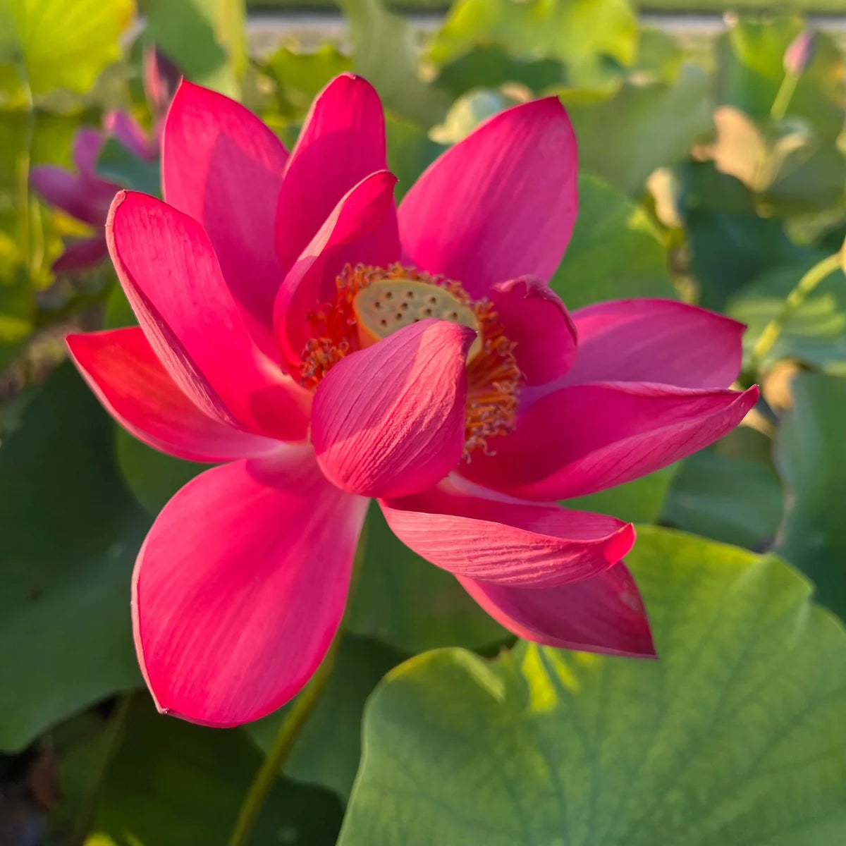 Red Beijing Lotus Tuber