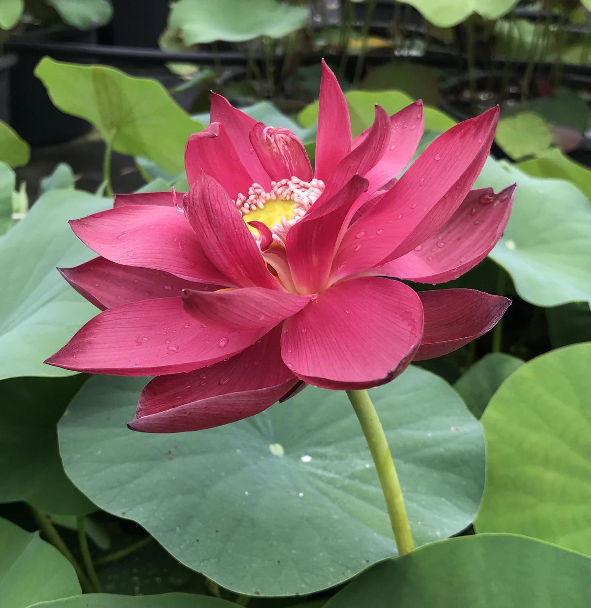 Red Beijing Lotus Tuber