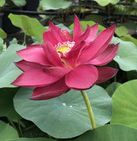 Red Beijing Lotus Tuber