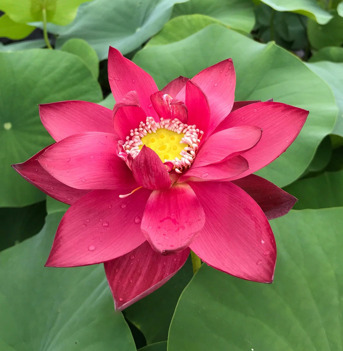 Red Beijing Lotus Tuber