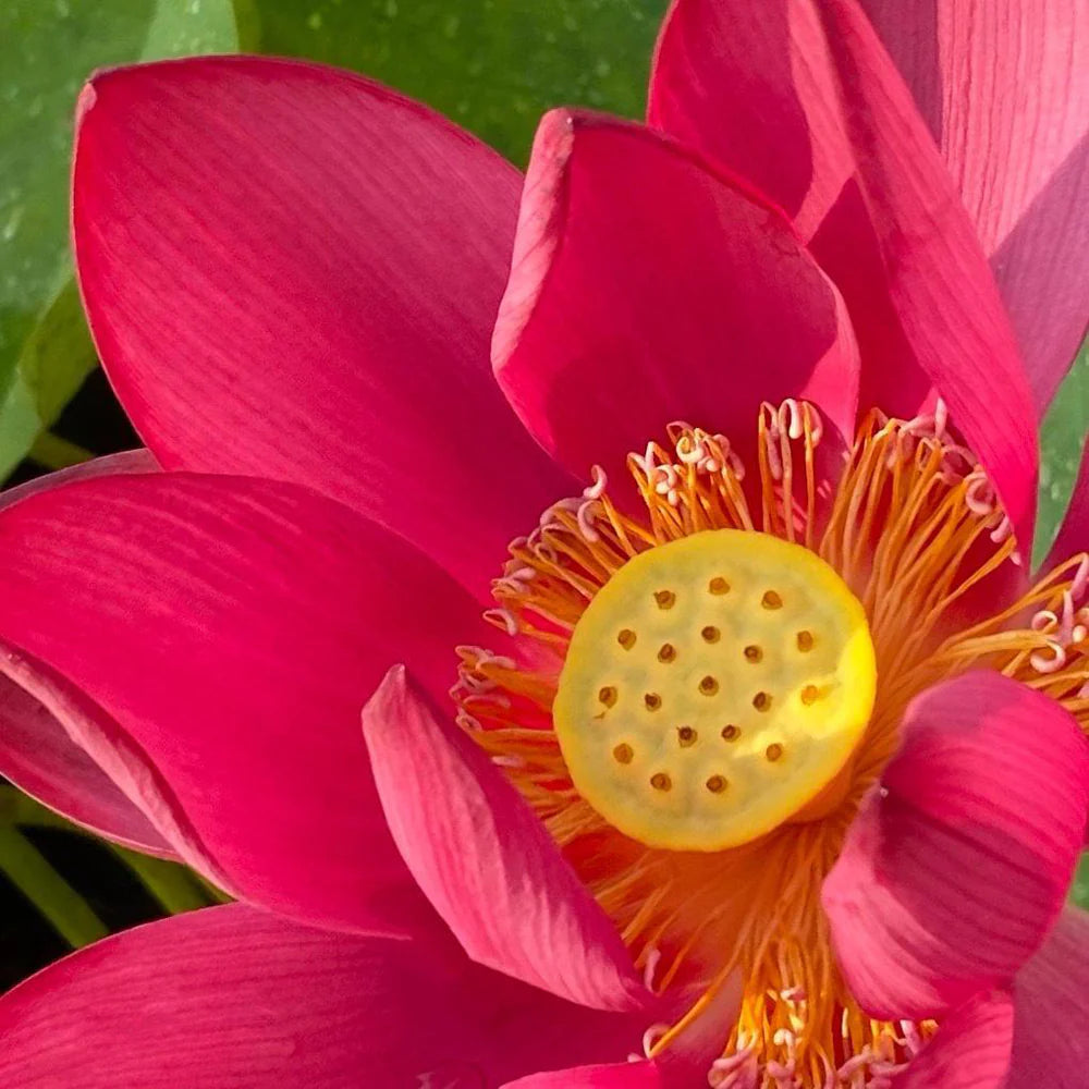 Red Beijing Lotus Tuber
