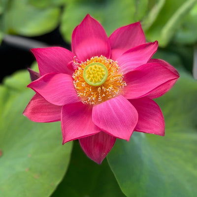 Red Shanghai - Glorious Red Lotus Bowl Lotus Tuber