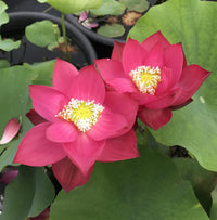 Red Shanghai - Glorious Red Lotus Bowl Lotus Tuber