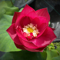 Red Shanghai - Glorious Red Lotus Bowl Lotus Tuber