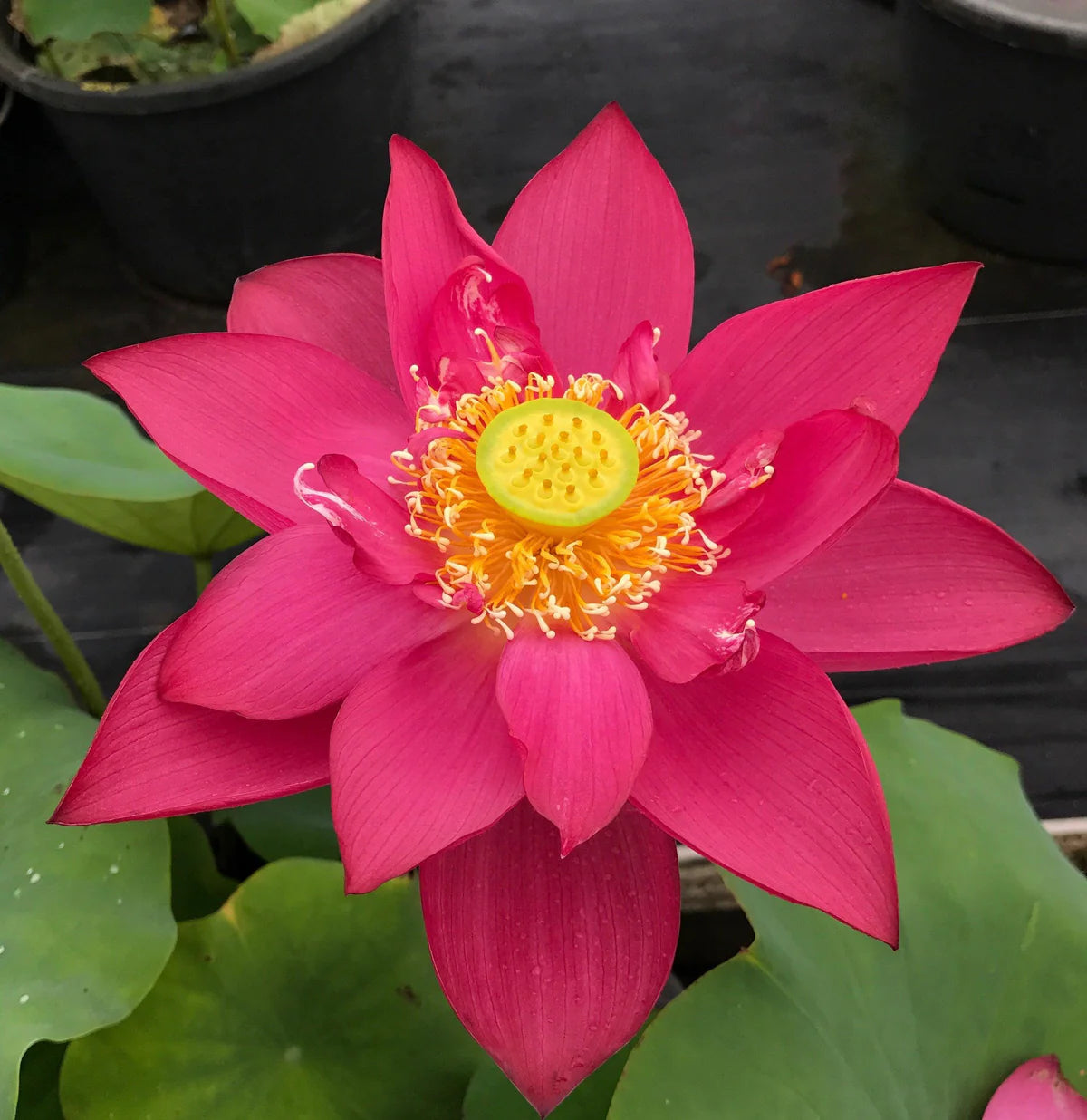 Red Shanghai - Glorious Red Lotus Bowl Lotus Tuber