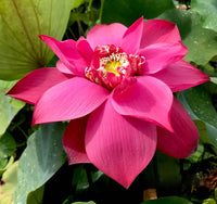 Red Shanghai - Glorious Red Lotus Bowl Lotus Tuber