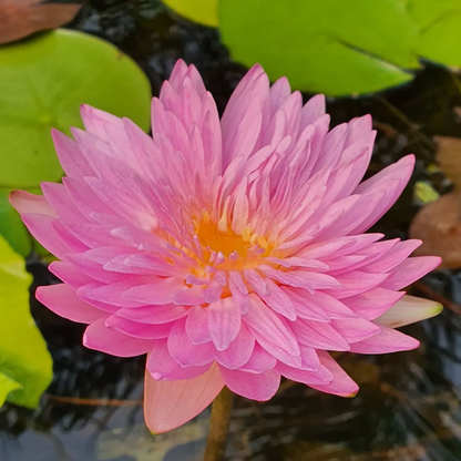 Chompu Mamue Tropical Waterlily