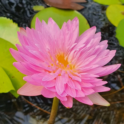 Chompu Mamue Tropical Waterlily