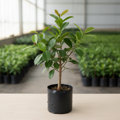 Clove (Laung) Grafted Tree