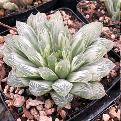 Haworthia Treasures: Rare Haworthia Collection