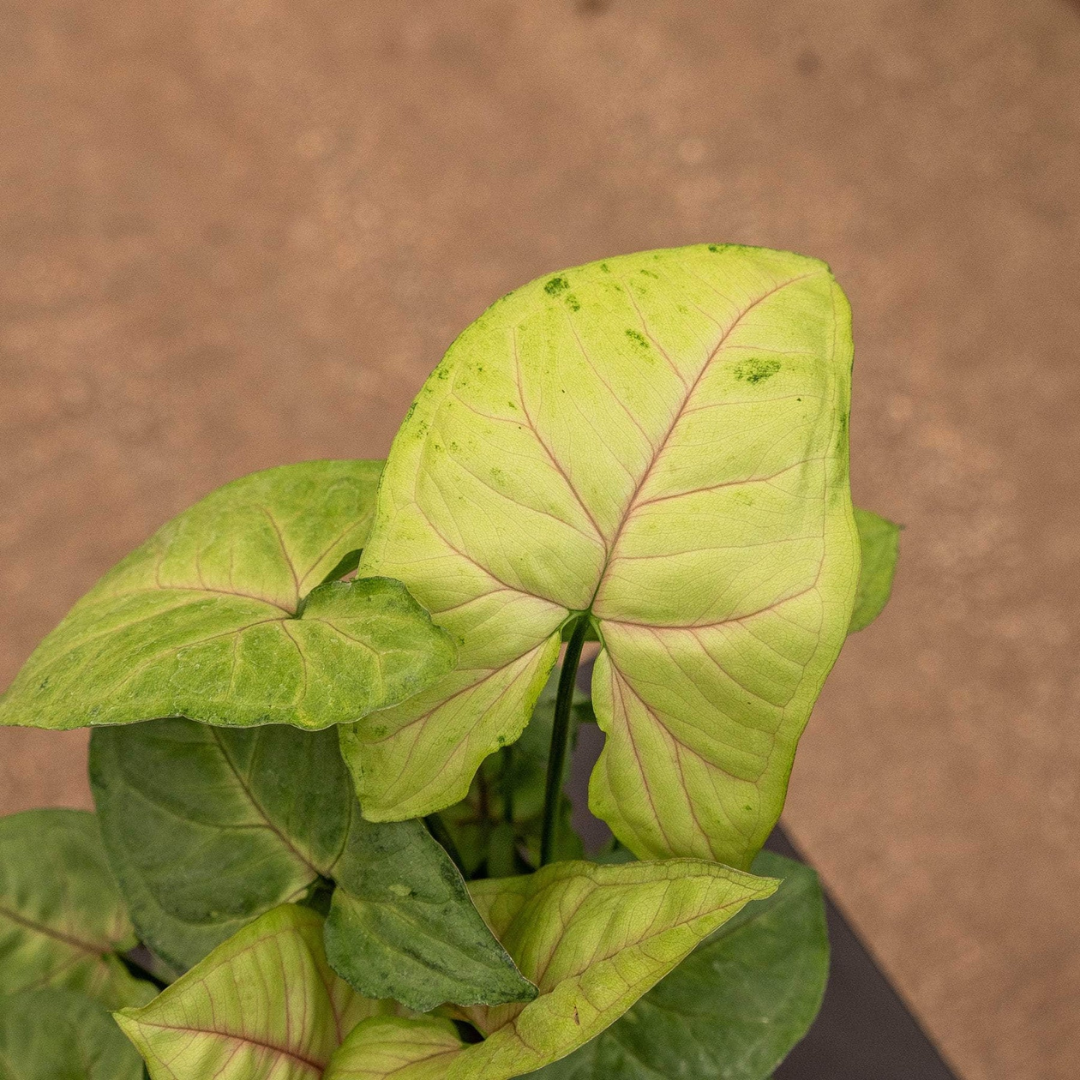 Syngonium Cream Allusion