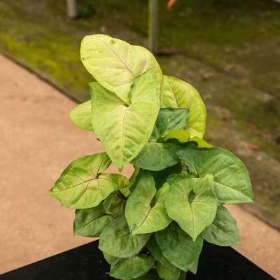Syngonium Cream Allusion