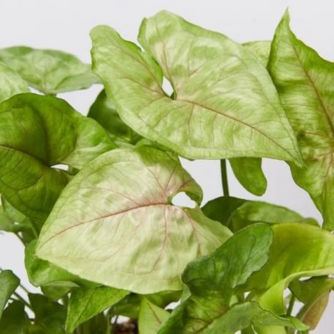 Syngonium Cream Allusion
