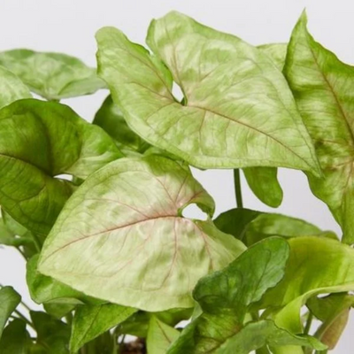 Syngonium Cream Allusion