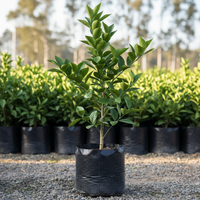 create an image of valencia orange plant. in poly bag, height 2 ft, nursery set up.. 3-4 branches.. should look big, 1080x1080 pixels.. without fruit.. less bushy
