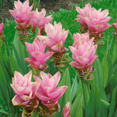 Curcuma Lily Flowering Bulbs
