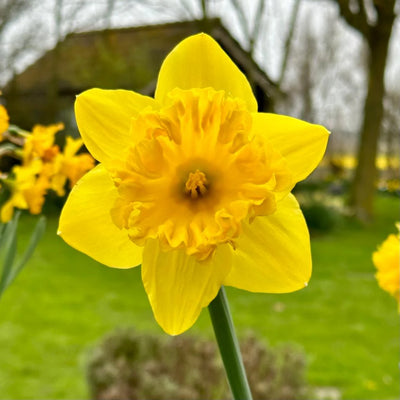 Daffodils (Nargis) Yellow Flower Bulbs