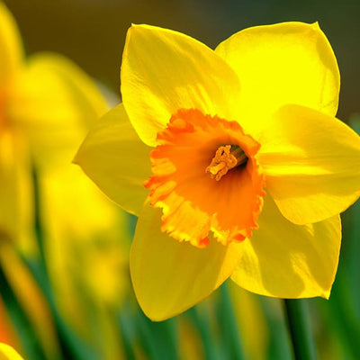 Daffodils (Nargis) Yellow Flower Bulbs