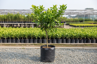 darjeeling orange grafted tree. height 2 ft.. in poly bag.. in nursery set up...grafted tree.. 1600x1600 pixels.. image in square